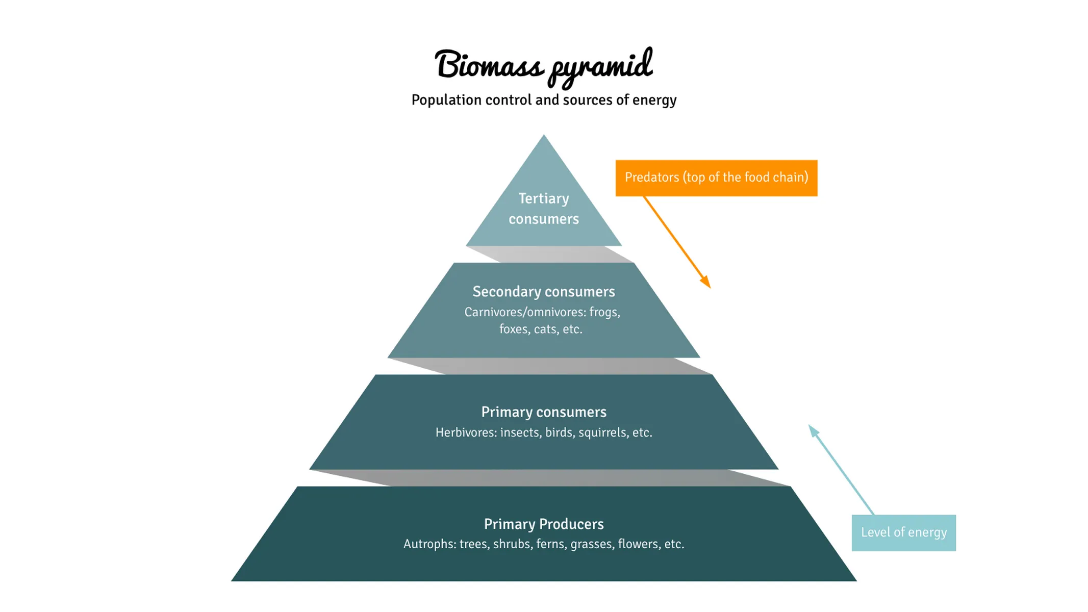 Pyramid Chart example: Biomass pyramid