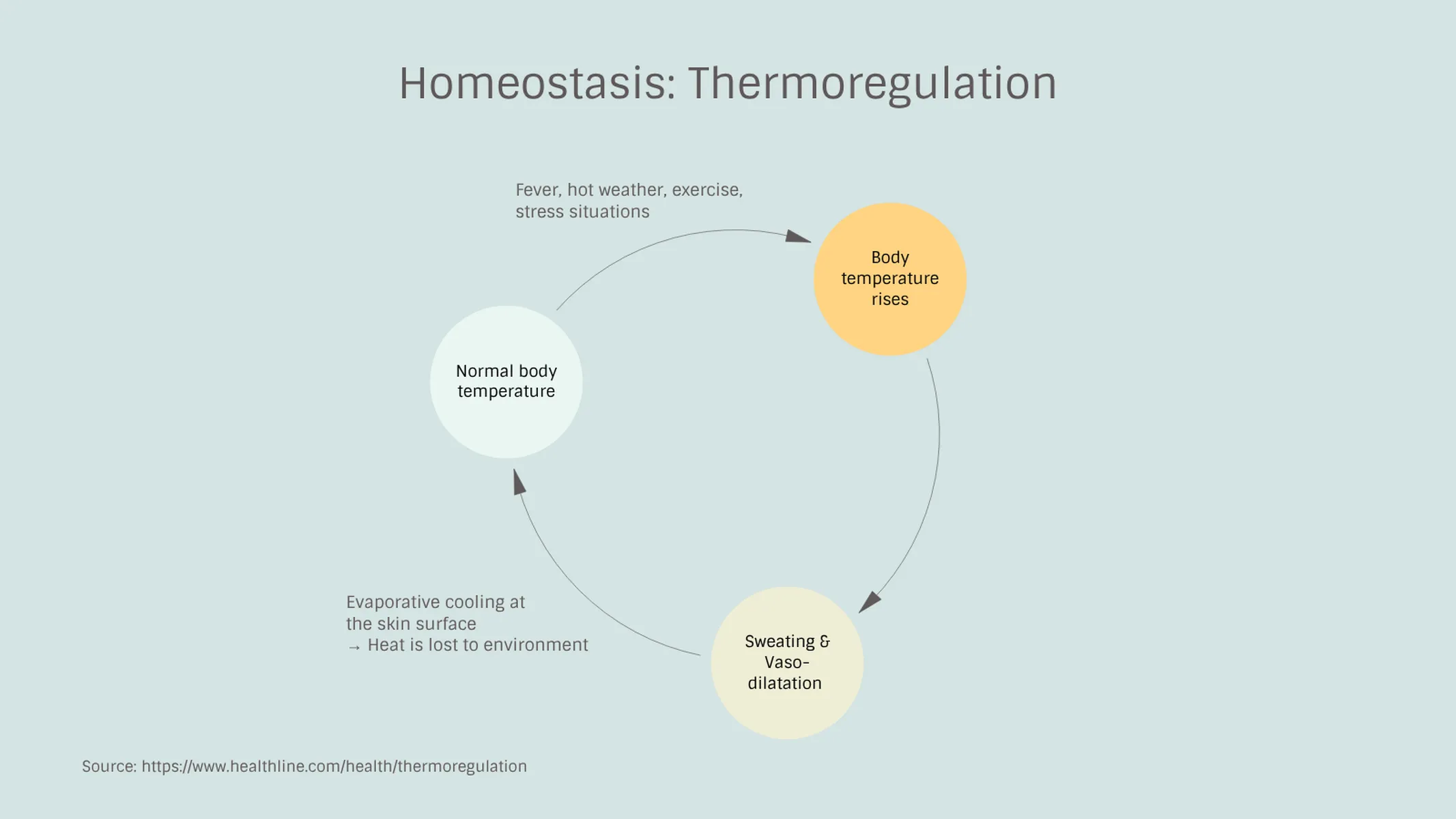 Feedback Loop example: Homeostasis: Thermoregulation